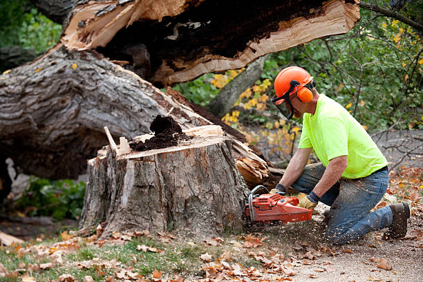 How Our Tree Care Process Works  in  Penn Yan, NY